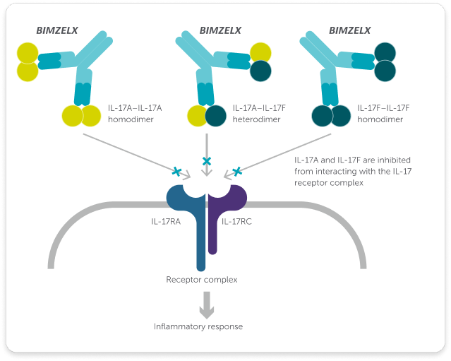 BIMZELX IL-17A + IL-17F