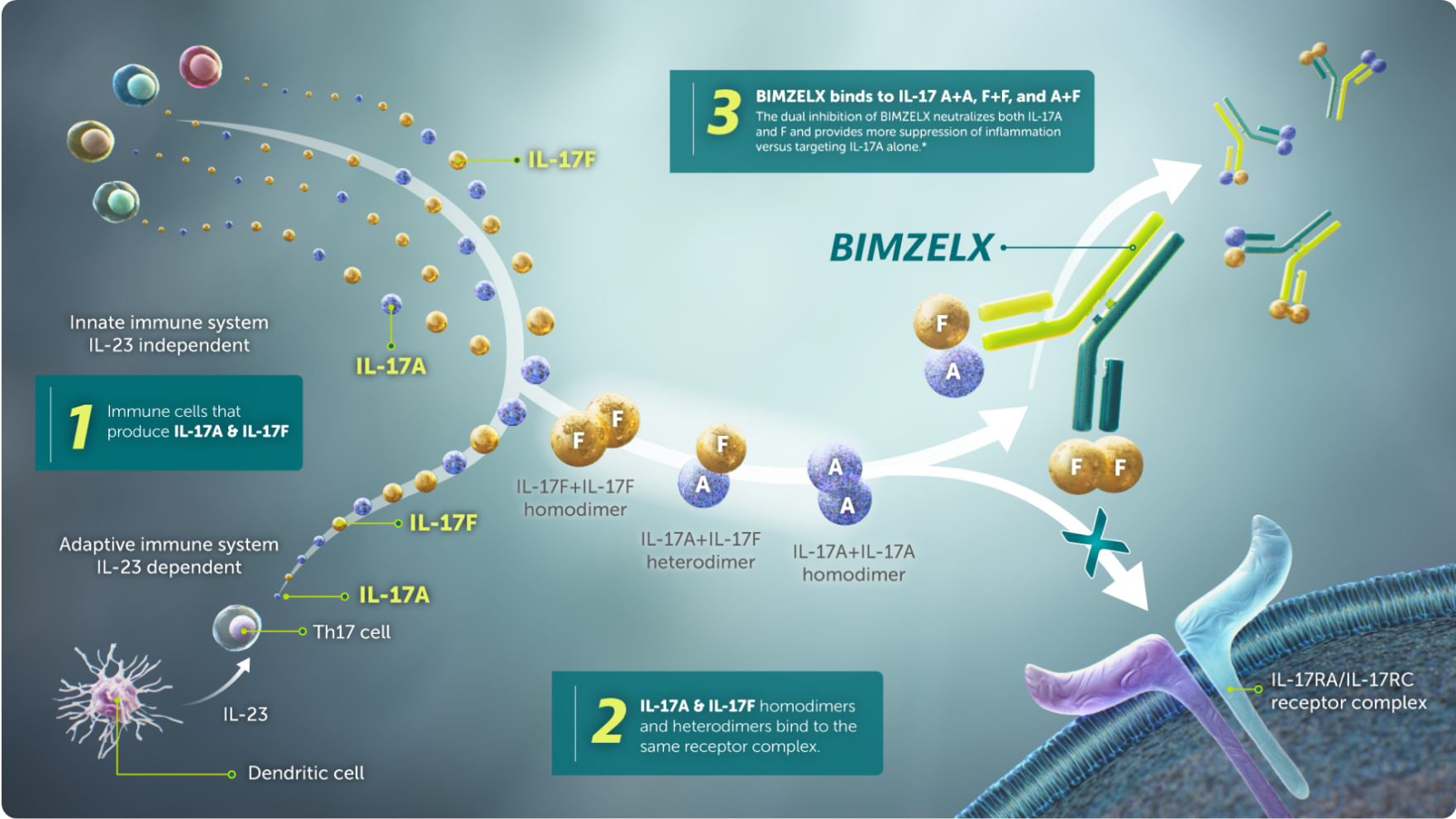 Bimzelx Schematic